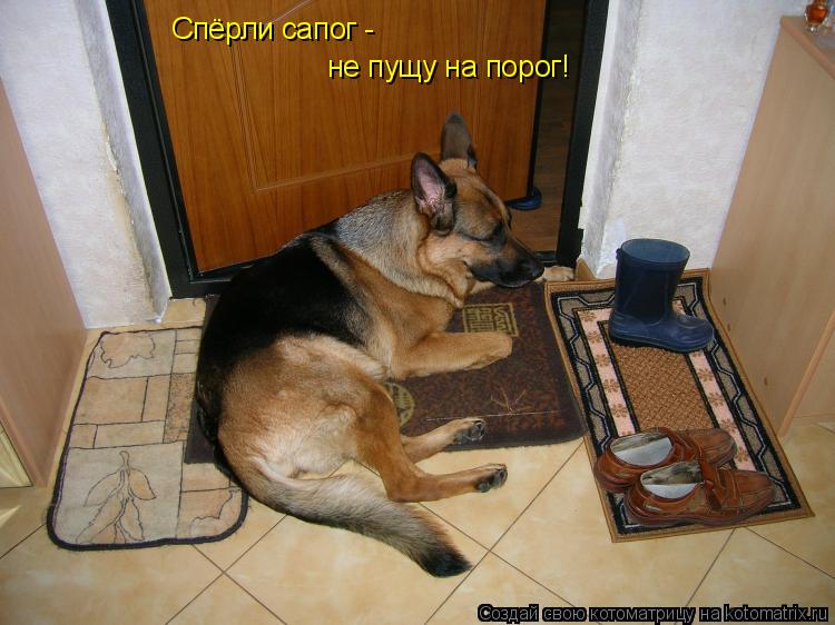 Спёрли сапог - не пущу на порог!... Котоматрица: Спёрли сапог - не пущу на порог!