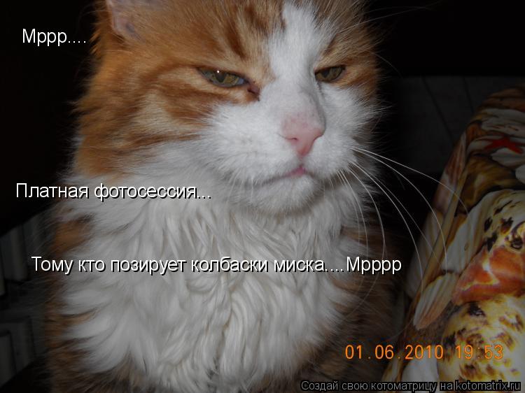 Мррр.... Платная фотосессия... Тому кто позирует колбаски миска....Мрррр... Котоматрица: Мррр.... Платная фотосессия... Тому кто позирует колбаски миска....Мрррр