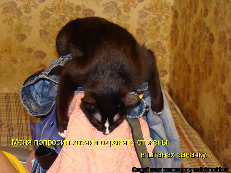 Меня попросил хозяин охранять от жены в штанах заначку...... Котоматрица: Меня попросил хозяин охранять от жены в штанах заначку...