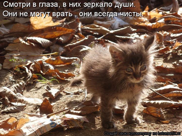 Смотри в глаза, в них зеркало души. Они не могут врать , они всегда чисты.... Котоматрица: Смотри в глаза, в них зеркало души. Они не могут врать , они всегда чисты.