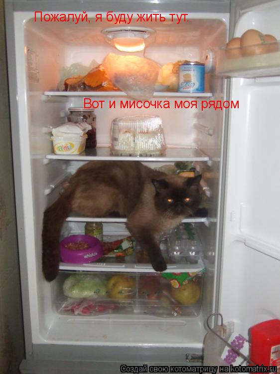 Пожалуй, я буду жить тут. Вот и мисочка моя рядом... Котоматрица: Пожалуй, я буду жить тут. Вот и мисочка моя рядом