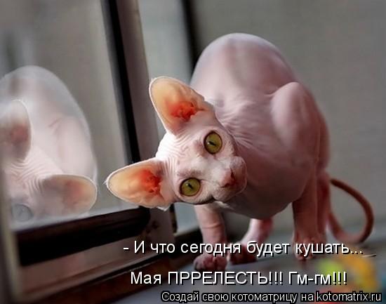 - И что сегодня будет кушать... Мая ПРРЕЛЕСТЬ!!! Гм-гм!!!... Котоматрица: - И что сегодня будет кушать... Мая ПРРЕЛЕСТЬ!!! Гм-гм!!!