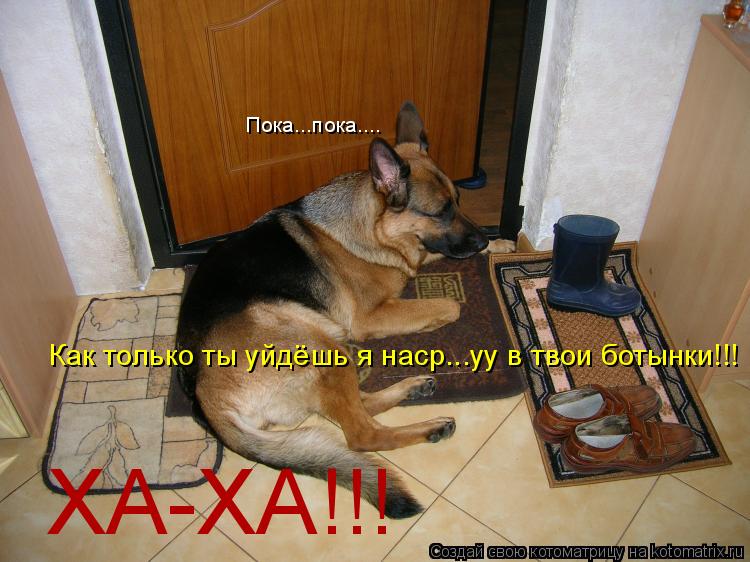 Пока...пока.... Как только ты уйдёшь я наср...уу в твои ботынки!!! ХА-ХА!!!... Котоматрица: Пока...пока.... Как только ты уйдёшь я наср...уу в твои ботынки!!! ХА-ХА!!!