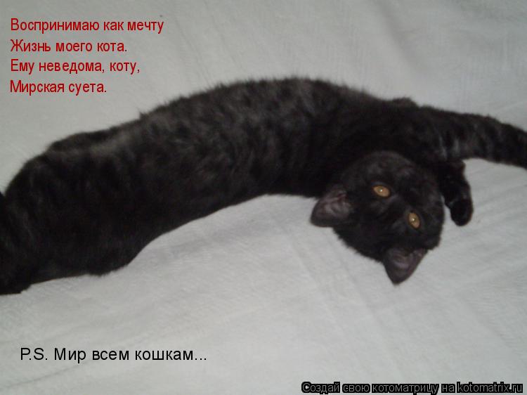 Воспринимаю как мечту Жизнь моего кота. Ему неведома, коту, Мирская суета. P.S. Мир всем кошкам...... Котоматрица: Воспринимаю как мечту Жизнь моего кота. Ему неведома, коту, Мирская суета. P.S. Мир всем кошкам...