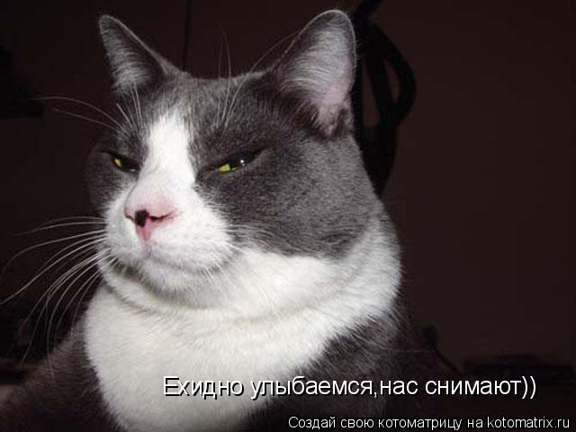 Ехидно улыбаемся,нас снимают))... Котоматрица: Ехидно улыбаемся,нас снимают))