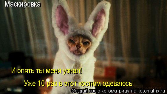 Котоматрица: Маскировка И опять ты меня узнал! Уже 10 раз в этот костюм одеваюсь!