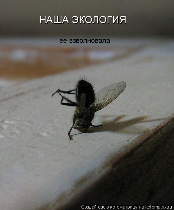 НАША ЭКОЛОГИЯ ее взволновала... Котоматрица: НАША ЭКОЛОГИЯ ее взволновала