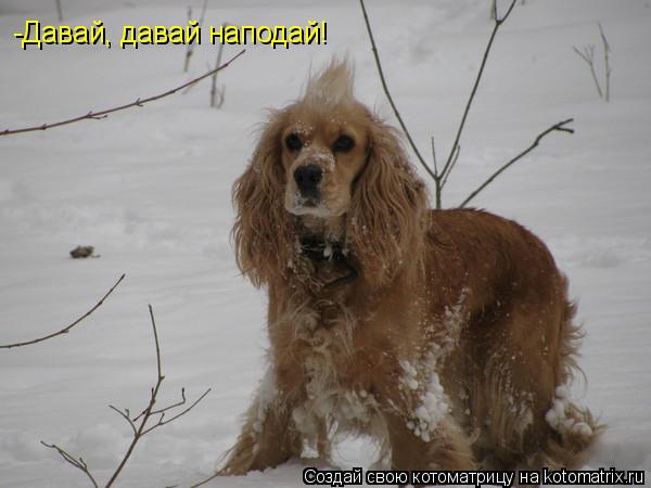 -Давай, давай наподай!... Котоматрица: -Давай, давай наподай!