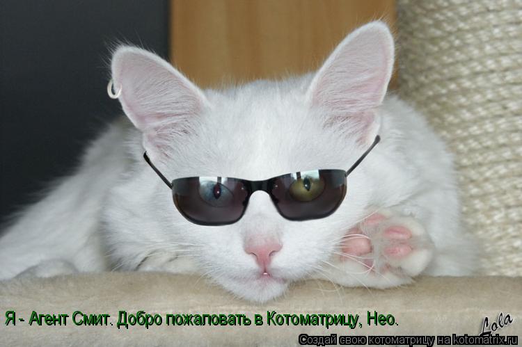 Я - Агент Смит. Добро пожаловать в Котоматрицу, Нео.... Котоматрица: Я - Агент Смит. Добро пожаловать в Котоматрицу, Нео.
