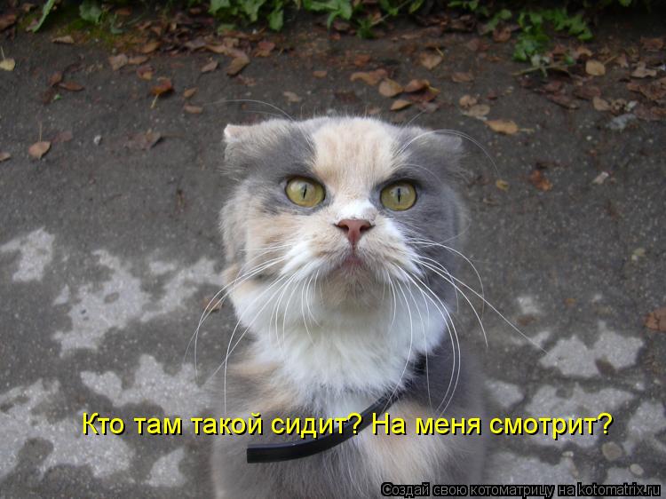 Кто там такой сидит? На меня смотрит?... Котоматрица: Кто там такой сидит? На меня смотрит?