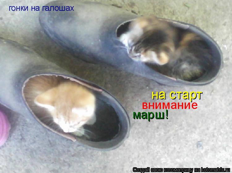 гонки на галошах на старт внимание марш!... Котоматрица: гонки на галошах на старт внимание марш!
