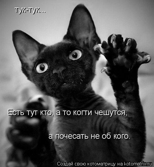 тук-тук... Есть тут кто, а то когти чешутся, а почесать не об кого.... Котоматрица: тук-тук... Есть тут кто, а то когти чешутся, а почесать не об кого.