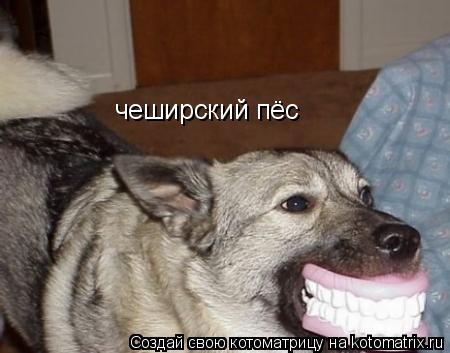 чеширский пёс... Котоматрица: чеширский пёс