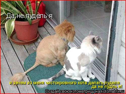 Да не пудель я и зачем из меня чистокровного кота делать пуделя да не пудль я!... Котоматрица: Да не пудель я и зачем из меня чистокровного кота делать пуделя да не пудль я!