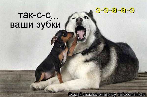 так-с-с ... ваши зубки э-э-а-а-э... Котоматрица: так-с-с ... ваши зубки э-э-а-а-э