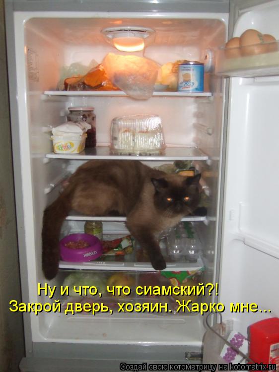Ну и что, что сиамский?! Закрой дверь, хозяин. Жарко мне...... Котоматрица: Ну и что, что сиамский?! Закрой дверь, хозяин. Жарко мне...