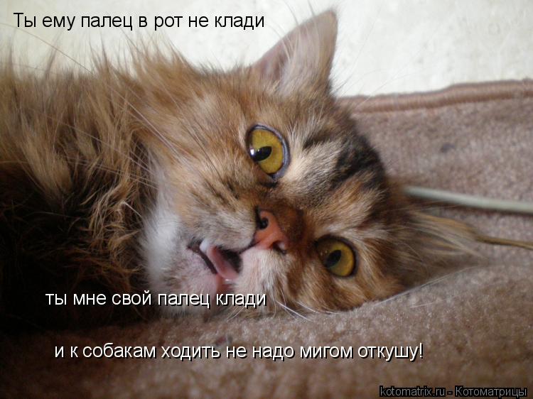 Ты ему палец в рот не клади ты мне свой палец клади и к собакам ходить не надо мигом откушу!... Котоматрица: Ты ему палец в рот не клади ты мне свой палец клади и к собакам ходить не надо мигом откушу!