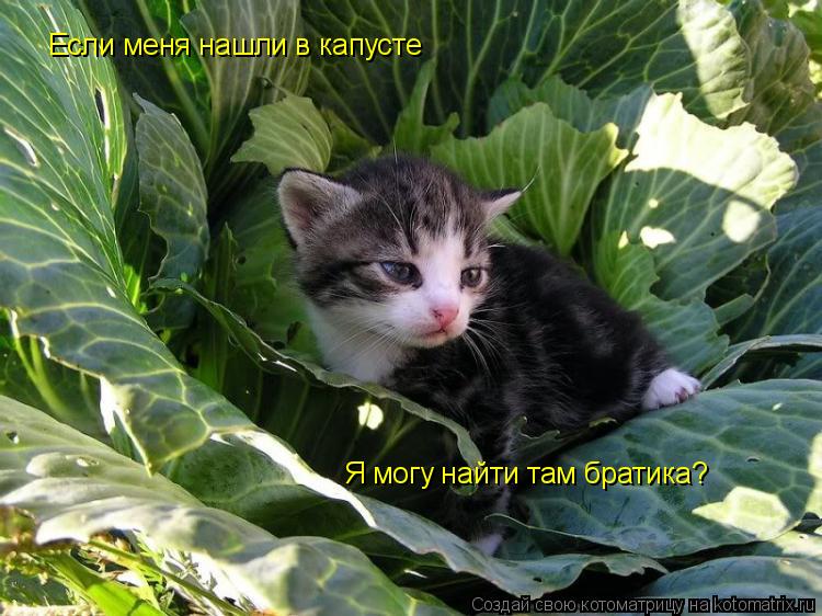 Если меня нашли в капусте Я могу найти там братика?... Котоматрица: Если меня нашли в капусте Я могу найти там братика?