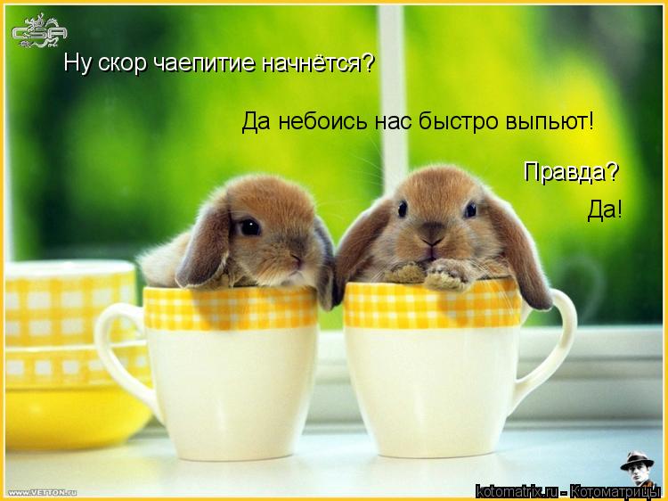 Ну скор чаепитие начнётся? Да небоись нас быстро выпьют! Правда? Да!... Котоматрица: Ну скор чаепитие начнётся? Да небоись нас быстро выпьют! Правда? Да!