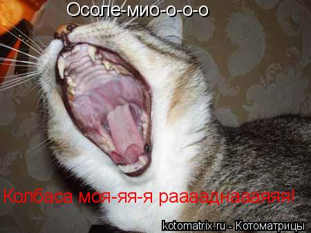 Осоле-мио-о-о-о Колбаса моя-яя-я рааааднаааяяя!... Котоматрица: Осоле-мио-о-о-о Колбаса моя-яя-я рааааднаааяяя!