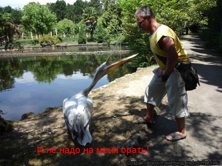 И не надо на меня орать!... Котоматрица: И не надо на меня орать!