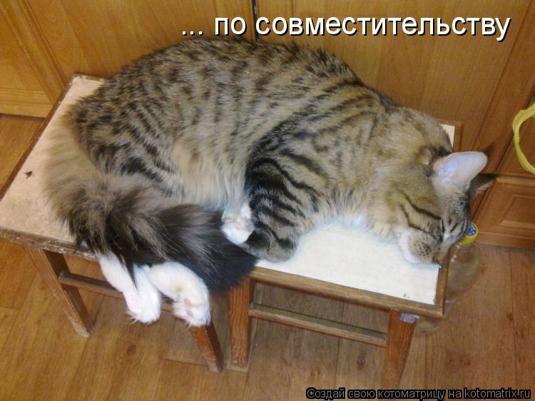 ... по совместительству... Котоматрица: ... по совместительству