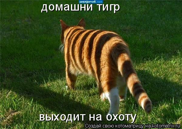 домашни тигр выходит на охоту... Котоматрица: домашни тигр выходит на охоту