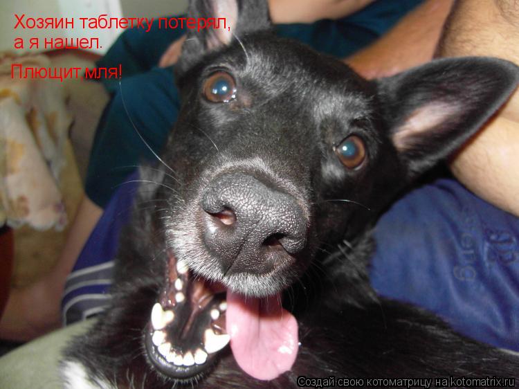 Хозяин таблетку потерял, а я нашел . Плющит,мля!... Котоматрица: Хозяин таблетку потерял, а я нашел . Плющит,мля!