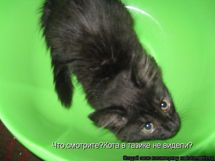 Что,смотрите?Кота в тазике не видели?... Котоматрица: Что,смотрите?Кота в тазике не видели?