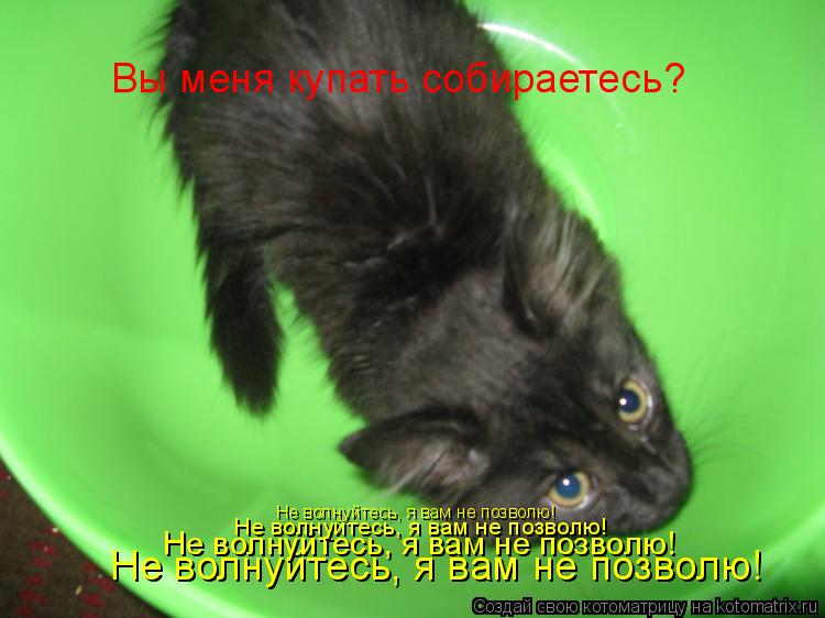 Вы меня купать собираетесь? Не волнуйтесь, я вам не позволю! Не волнуйтесь, я вам не позволю! Не волн... Котоматрица: Вы меня купать собираетесь? Не волнуйтесь, я вам не позволю! Не волнуйтесь, я вам не позволю! Не волнуйтесь, я вам не позволю! Не волнуйтесь, я