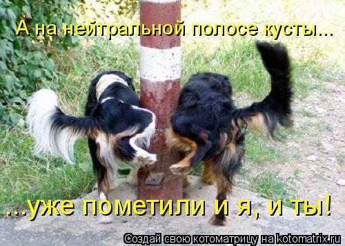 Котоматрица: А на нейтральной полосе кусты... ...уже пометили и я, и ты!