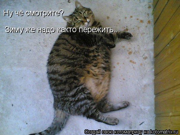 Ну чё смотрите? Зиму же надо както пережить...... Котоматрица: Ну чё смотрите? Зиму же надо както пережить...