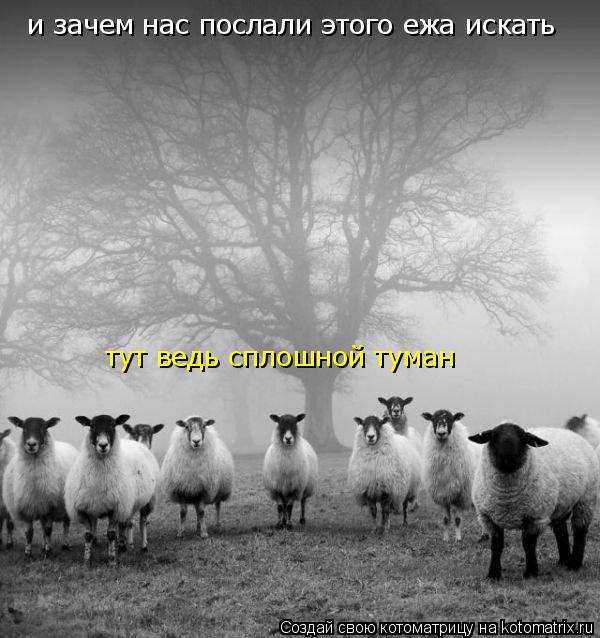 Котоматрица: и зачем нас послали этого ежа искать тут ведь сплошной туман
