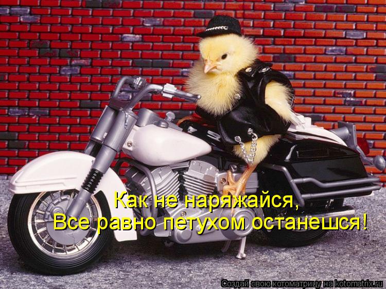 Как не наряжайся, Все равно петухом останешся!... Котоматрица: Как не наряжайся, Все равно петухом останешся!