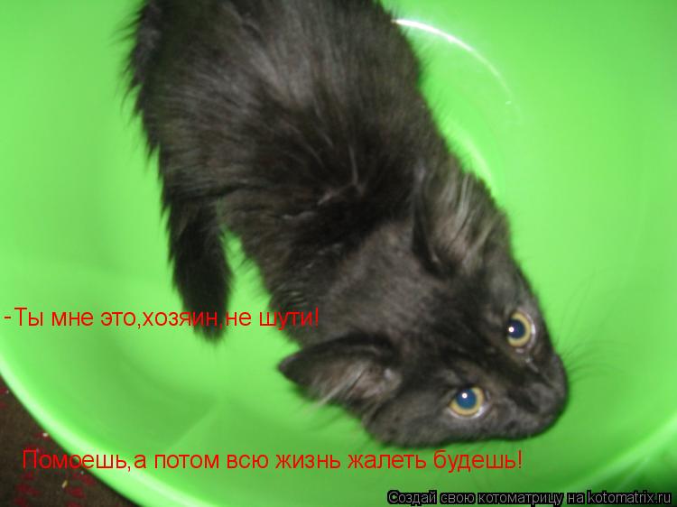 Ты мне это,хозяин,не шути! Помоешь,а потом всю жизнь жалеть будешь! -... Котоматрица: Ты мне это,хозяин,не шути! Помоешь,а потом всю жизнь жалеть будешь! -