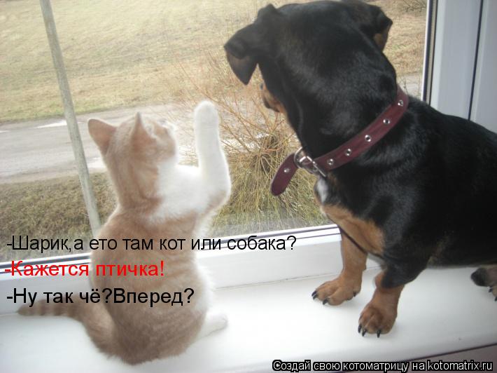 -Шарик,а ето там кот или собака? -Кажется птичка! -Ну так чё?Вперед?... Котоматрица: -Шарик,а ето там кот или собака? -Кажется птичка! -Ну так чё?Вперед?