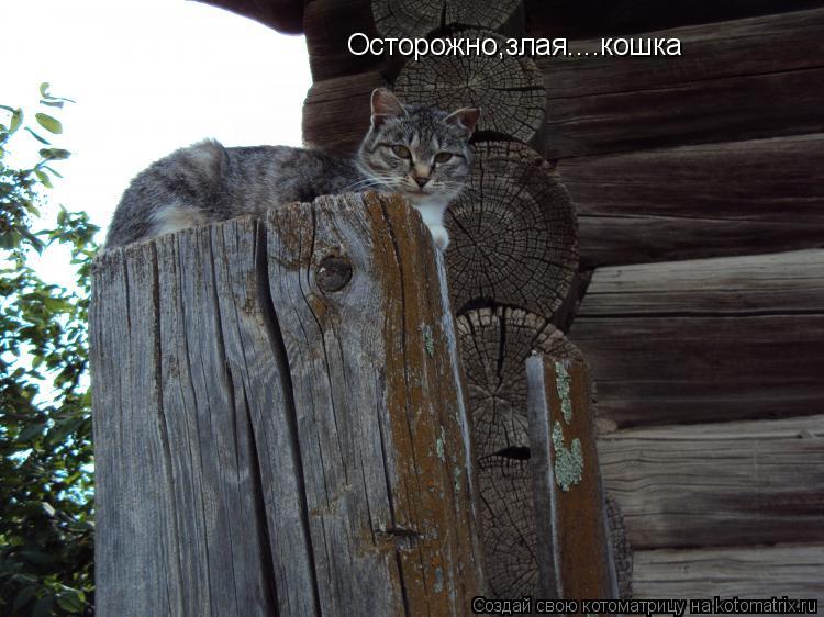 Осторожно,злая....кошка... Котоматрица: Осторожно,злая....кошка