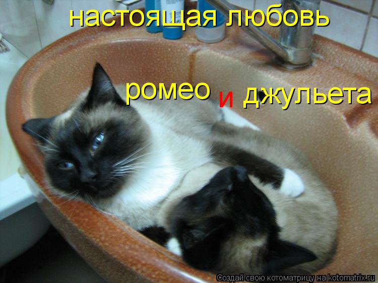 настоящая любовь ромео джульета и... Котоматрица: настоящая любовь ромео джульета и
