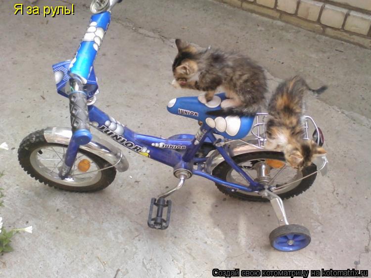 Я за руль!... Котоматрица: Я за руль!