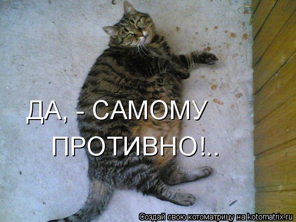 ДА, - САМОМУ ПРОТИВНО!..... Котоматрица: ДА, - САМОМУ ПРОТИВНО!..