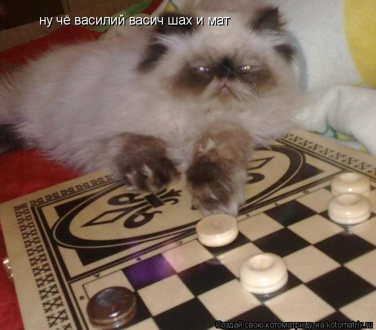 ну чё василий васич шах и мат... Котоматрица: ну чё василий васич шах и мат