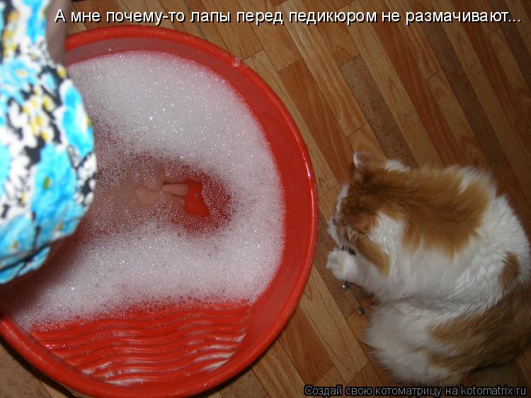 А мне почему-то лапы перед педикюром не размачивают...... Котоматрица: А мне почему-то лапы перед педикюром не размачивают...