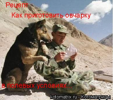 Рецепт в полевых условиях... Как приготовить овчарку... Котоматрица: Рецепт в полевых условиях... Как приготовить овчарку