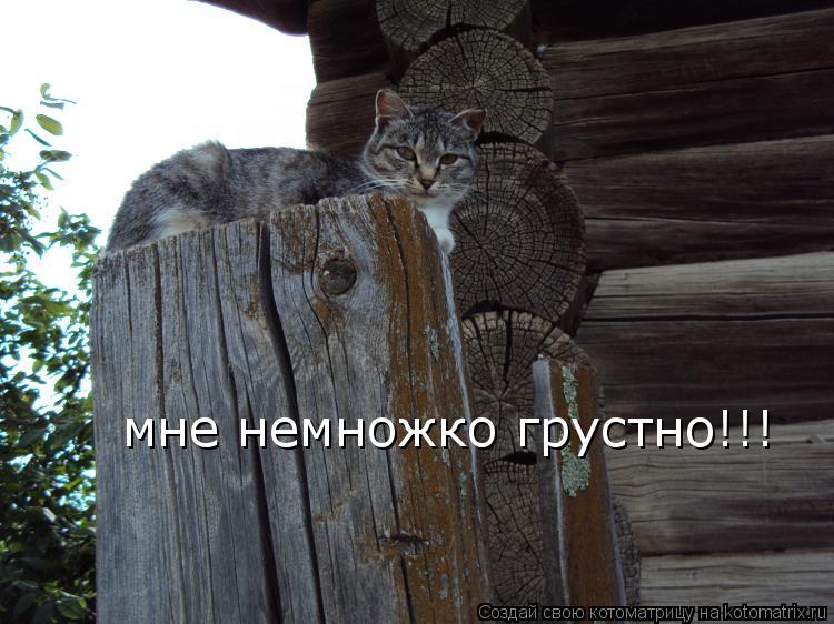 мне немножко грустно!!!... Котоматрица: мне немножко грустно!!!