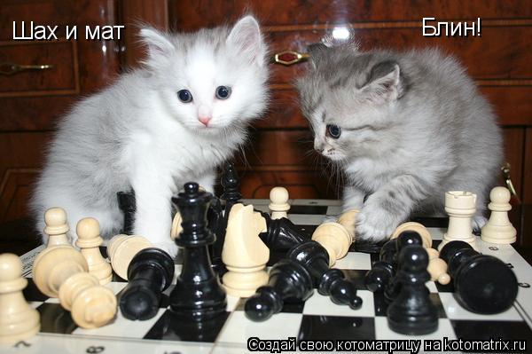 Шах и мат Блин!... Котоматрица: Шах и мат Блин!