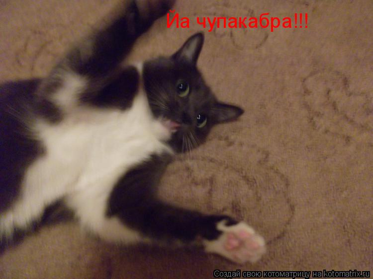 Йа чупакабра!!!... Котоматрица: Йа чупакабра!!!