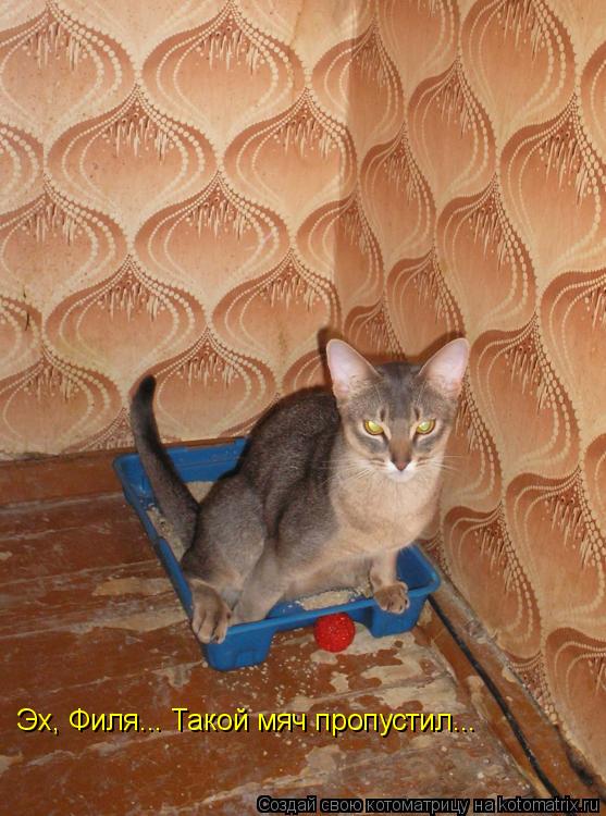Эх, Филя... Такой мяч пропустил...... Котоматрица: Эх, Филя... Такой мяч пропустил...