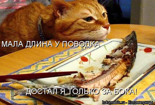 МАЛА ДЛИНА У ПОВОДКА ДОСТАЛ Я ТОЛЬКО ЗА БОКА!... Котоматрица: МАЛА ДЛИНА У ПОВОДКА ДОСТАЛ Я ТОЛЬКО ЗА БОКА!