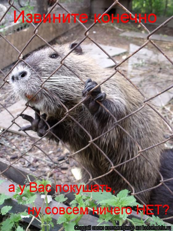 Извините конечно а у Вас покушать, ну совсем ничего НЕТ?... Котоматрица: Извините конечно а у Вас покушать, ну совсем ничего НЕТ?