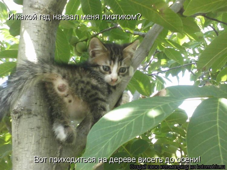 И какой гад назвал меня листиком? Вот приходиться на дереве висеть до осени!... Котоматрица: И какой гад назвал меня листиком? Вот приходиться на дереве висеть до осени!